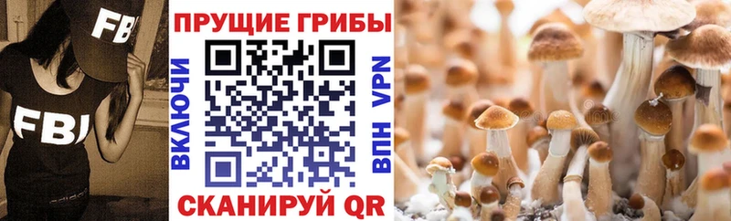Галлюциногенные грибы Psilocybe  что такое наркотик  Избербаш 